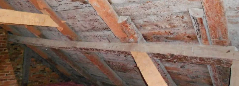 Black mold growth spreading across the back of drywall in a basement