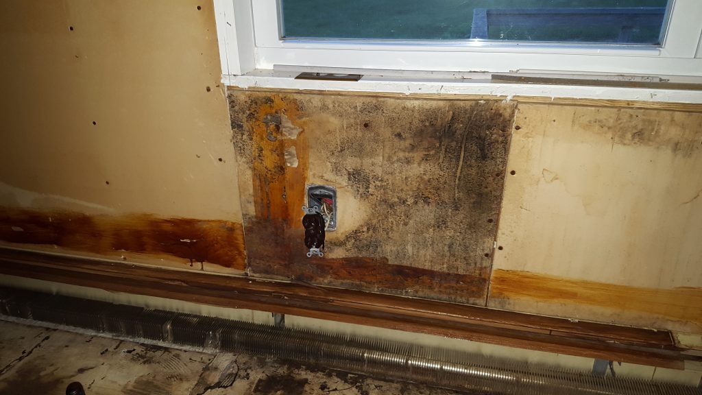 Mold Remidation 4