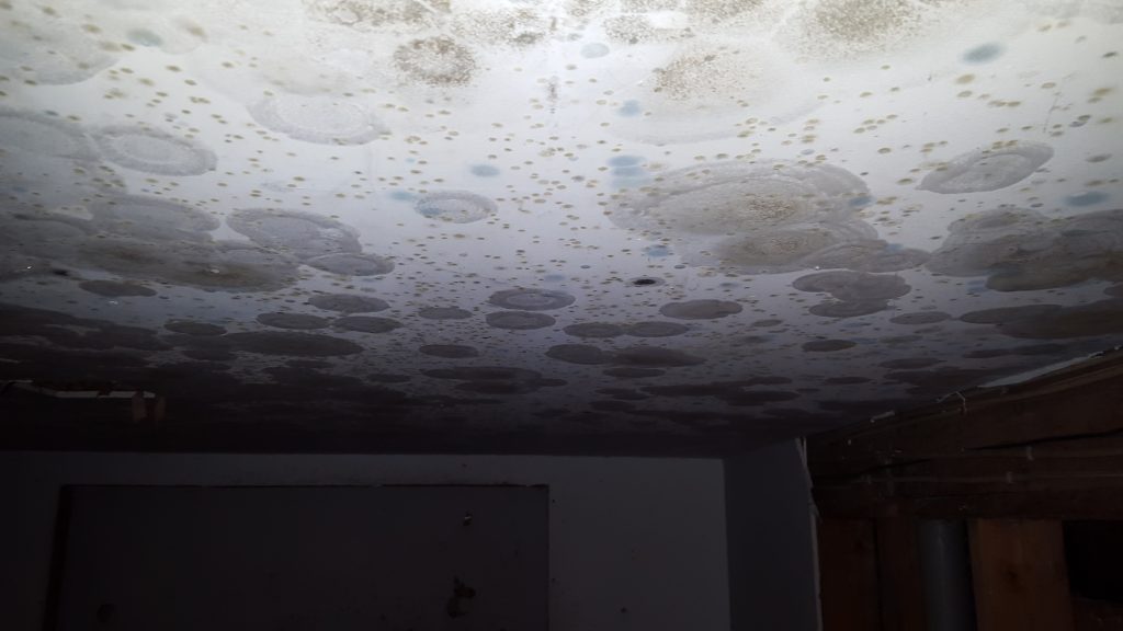 Mold Remidation 3