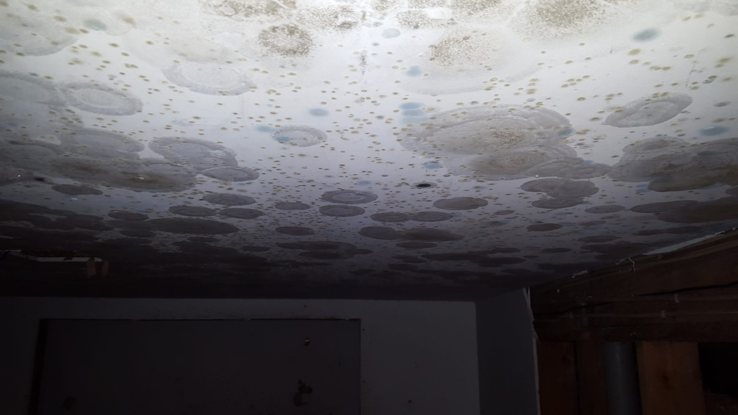 Mold Remidation 3