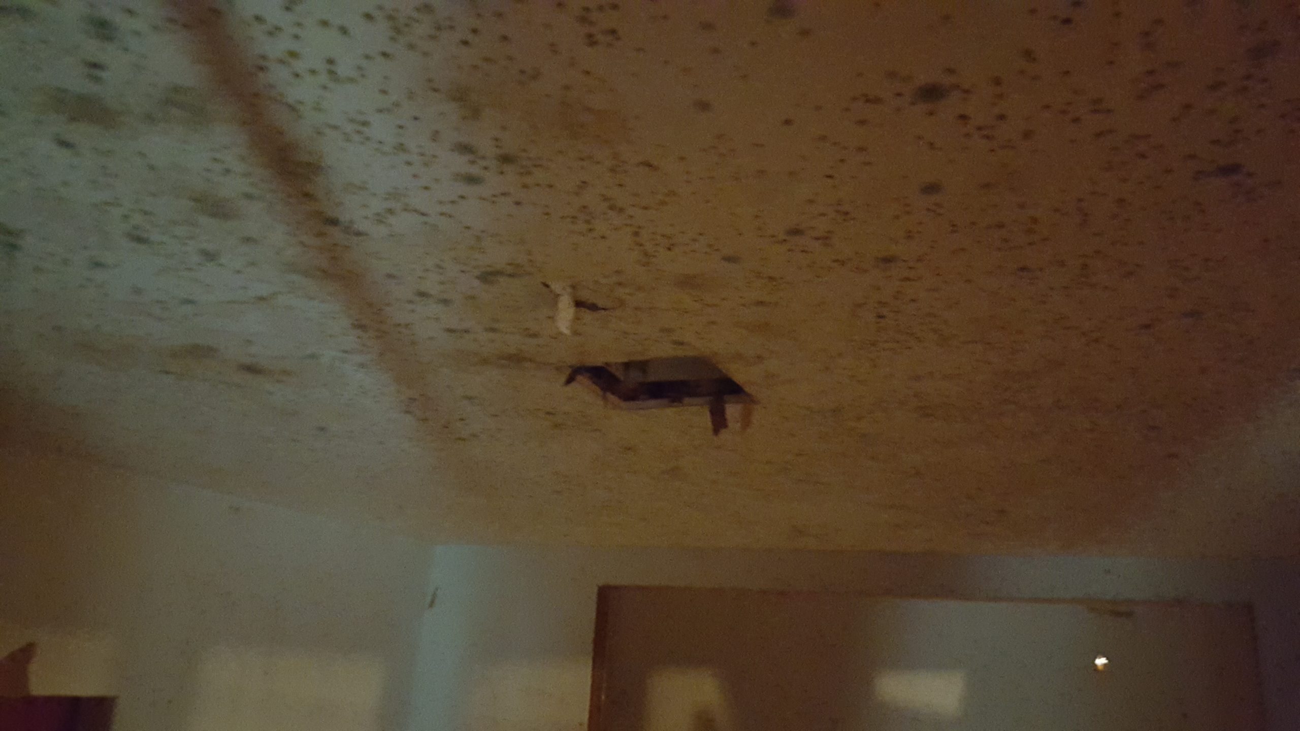 Mold Remidation 2