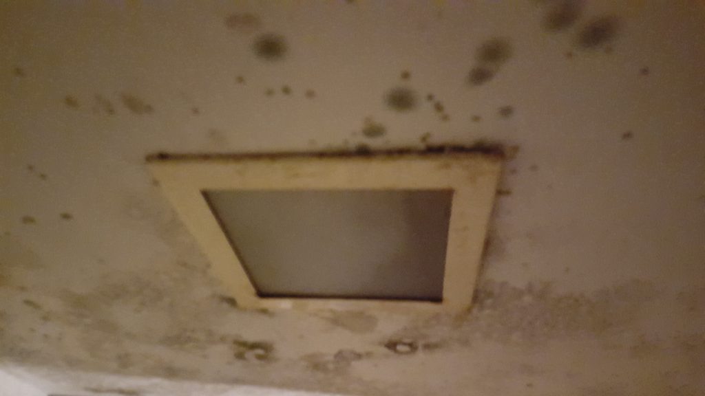 Mold Remidation