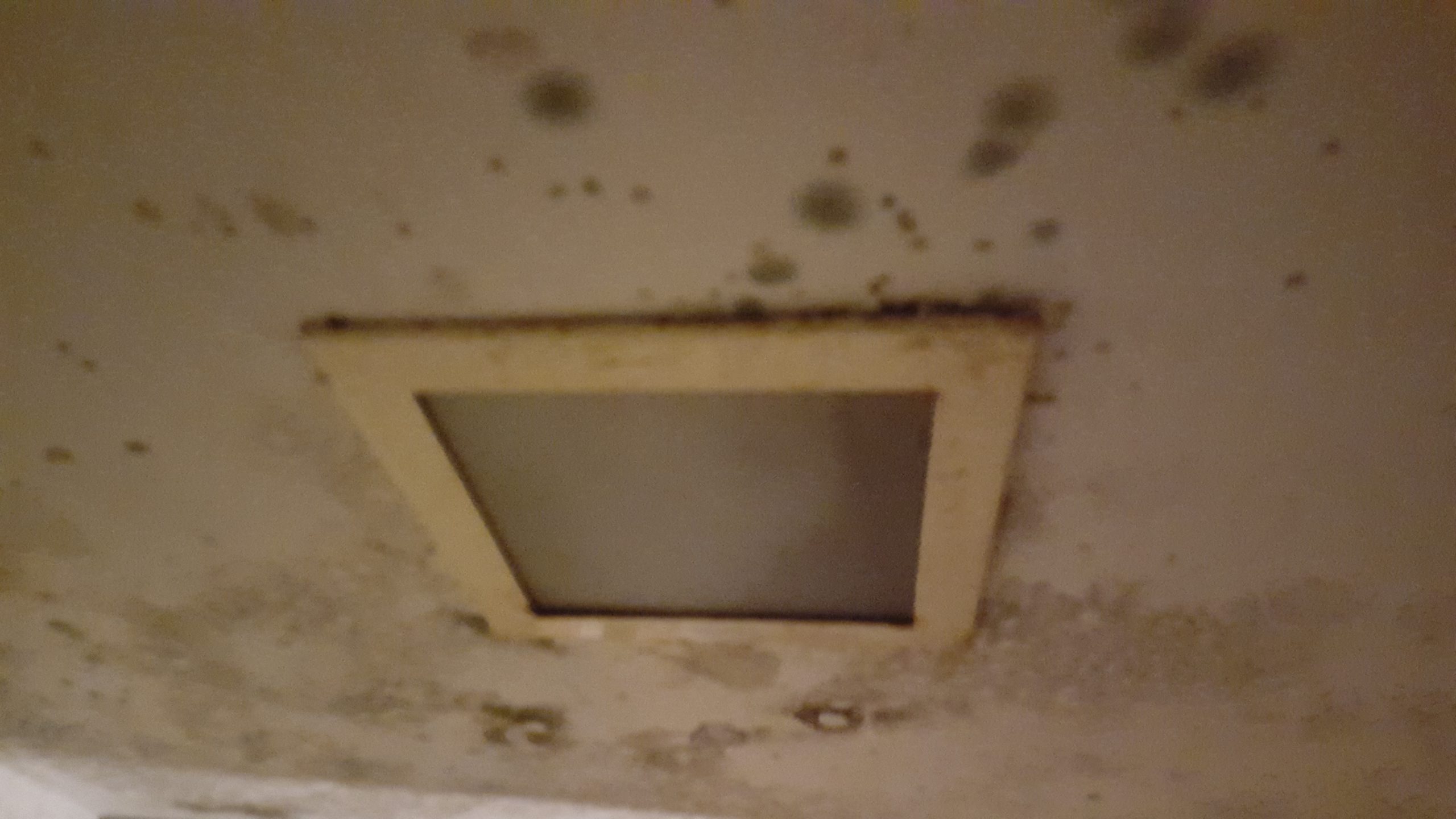 Mold Remidation